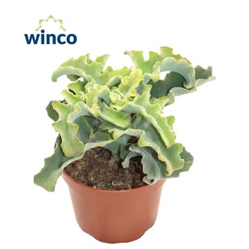 Kalanchoe beharensis 'Maltese Cross'