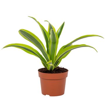 Dracaena fragrans 'Лемон Лайм'