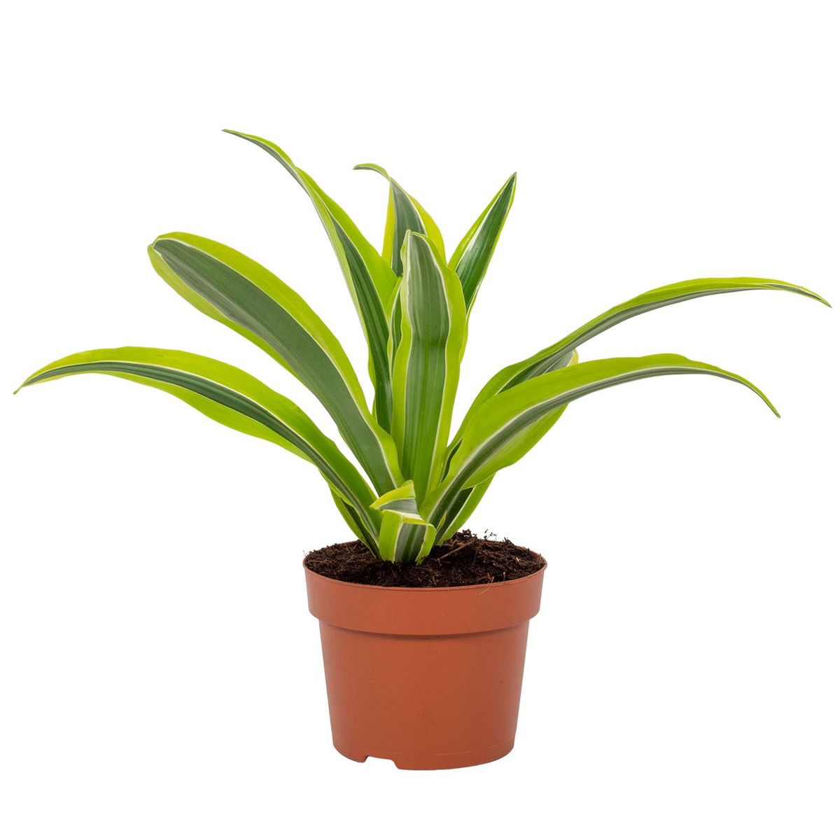 Dracaena fragrans 'Lemon Lime' — Plant Wholesale FlorAccess