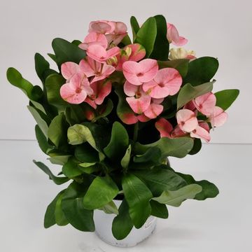 Euphorbia milii 'Charlotte'