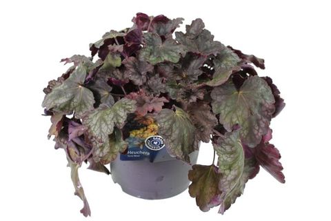Heuchera 'Regina'