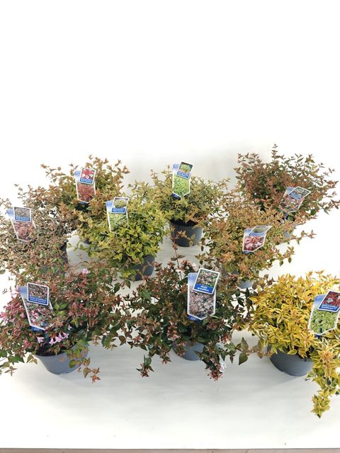 Abelia MIX