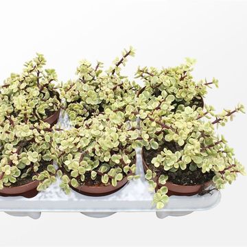 Portulacaria afra 'Variegata'