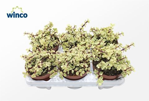 Portulacaria afra 'Variegata'