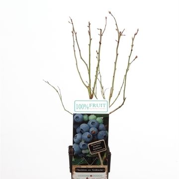 Vaccinium corymbosum 'Goldtraube 71'