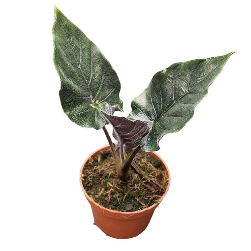 Alocasia 'Antoro Velvet'