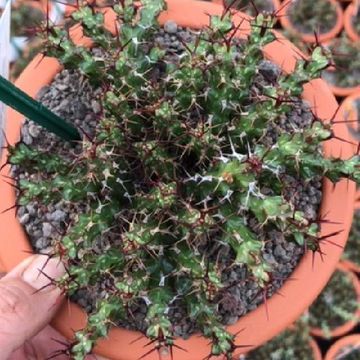 Euphorbia lenewtonii