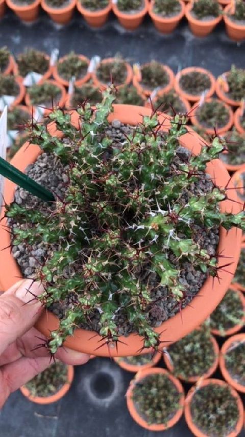 Euphorbia lenewtonii