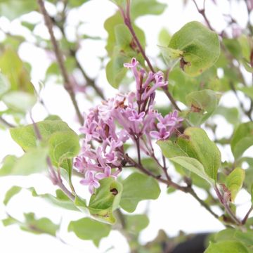 Syringa BLOOMERANG PINK PERFUME