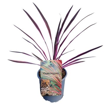 Cordyline australis PINK PASSION