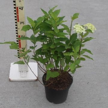 Hydrangea paniculata LITTLE SPOOKY