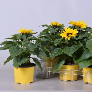 Helianthus annuus 'Sunsation'