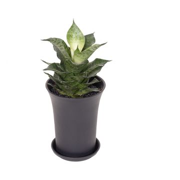 Sansevieria 'Star Mini Marble No.1'