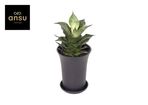 Sansevieria 'Star Mini Marble No.1'