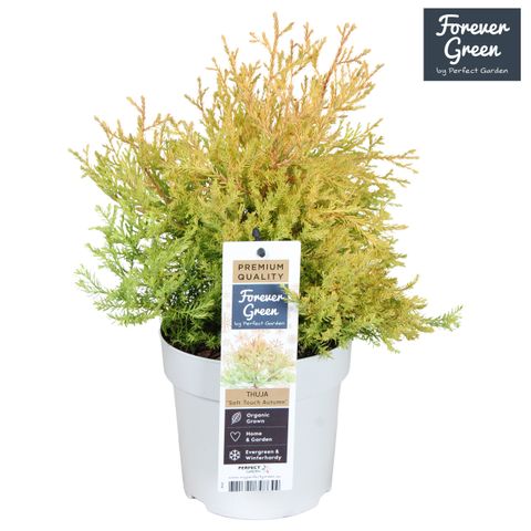 Thuja occidentalis 'Mr Bowling Ball'