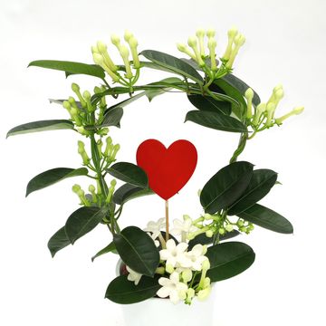 Stephanotis floribunda