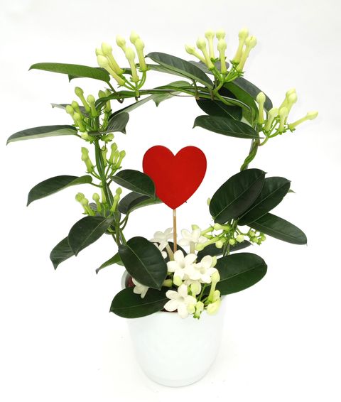 Stephanotis floribunda