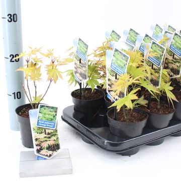 Acer palmatum 'Orange Dream'