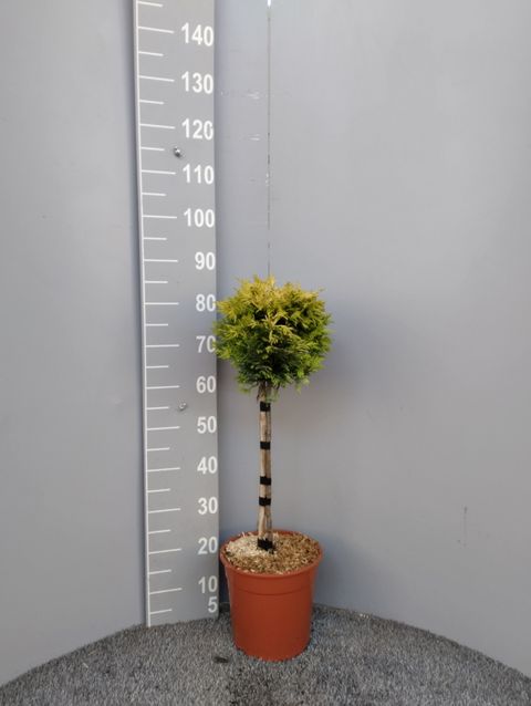 x Cupressocyparis leylandii 'Gold Rider'