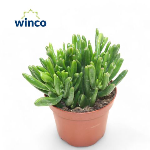 Crassula ovata 'Hobbit'