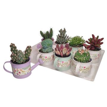 Cactus / Succulents MIX