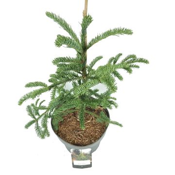 Abies procera 'Rat Tail'