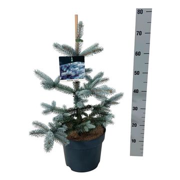 Picea pungens 'Hoopsii'