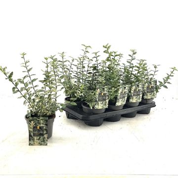 Euonymus fortunei 'Harlequin'