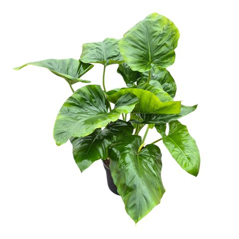 Philodendron giganteum