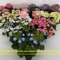 Hydrangea macrophylla HOVARIA MIX