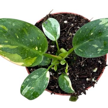 Philodendron 'Green Congo'