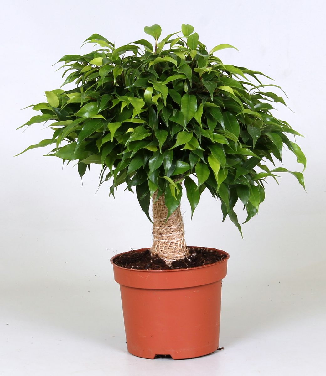 Ficus benjamina 'Green Kinky' — Plant Wholesale FlorAccess