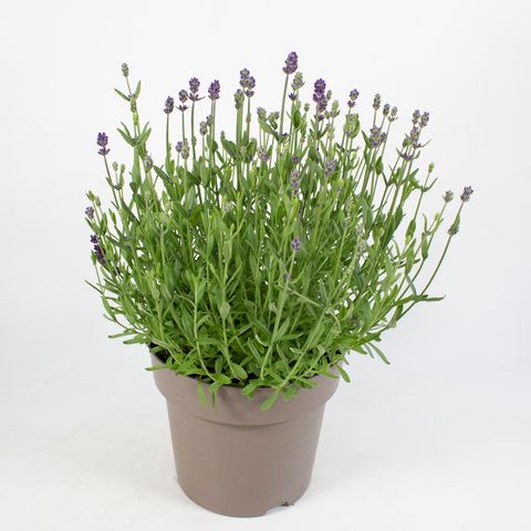 Lavandula angustifolia MIX