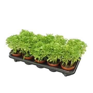 Peperomia dolabriformis