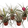 Tillandsia MIX