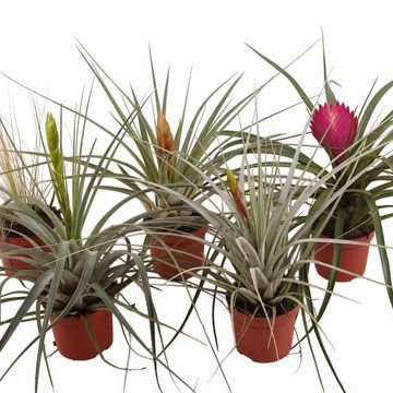 Tillandsia MIX