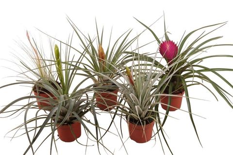Tillandsia MIX