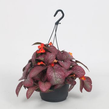 Episcia 'Malayan Gem'
