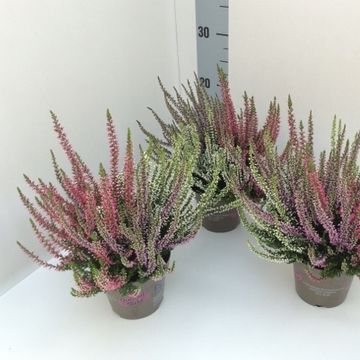 Calluna vulgaris GARDEN GIRLS MIX IN POT
