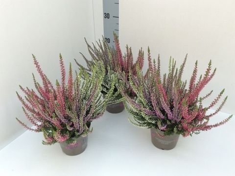 Calluna vulgaris GARDEN GIRLS MIX IN POT