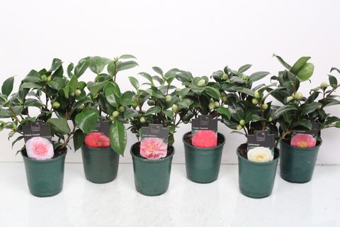 Camellia japonica MIX