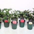 Camellia japonica MIX