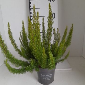 Erica arborea 'Kermit'