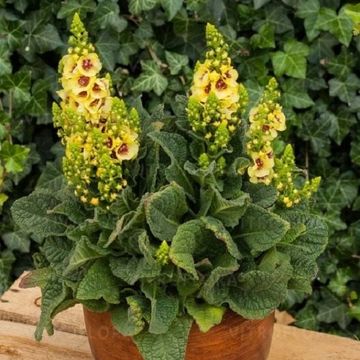 Verbascum 'Dark Eyes'