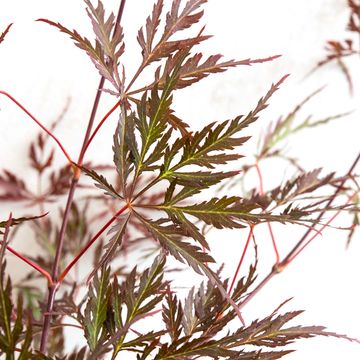 Acer palmatum 'Garnet'