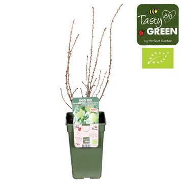 Ribes uva-crispa EASYCRISP MR. GREEN