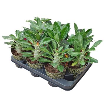 Pachypodium densiflorum