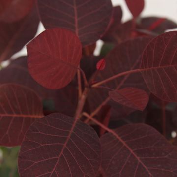 Cotinus coggygria 'Lilla'