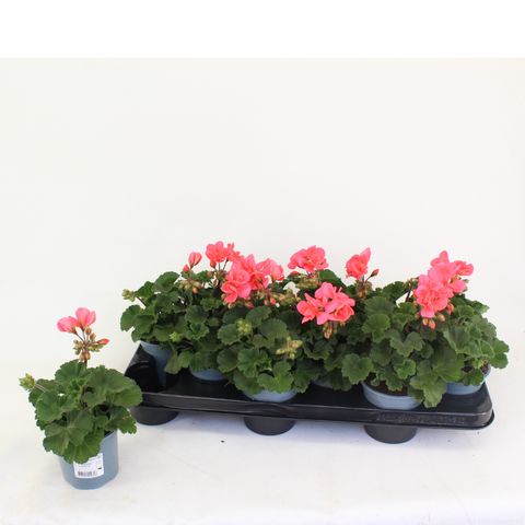 Pelargonium TOSCANA EMMA