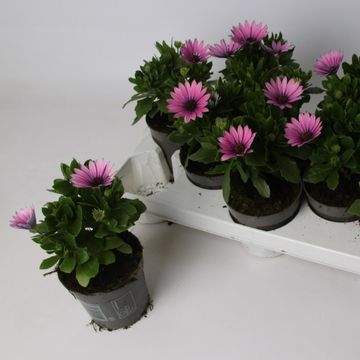 Osteospermum MARGARITA DARK PINK